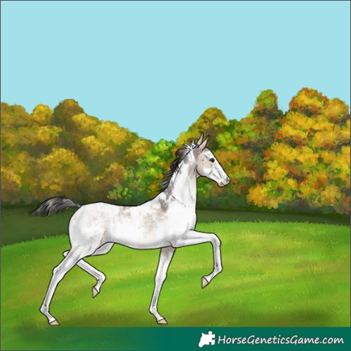 Horse Color:White Spotted Brown Dun Sabino Rabicano Brindle