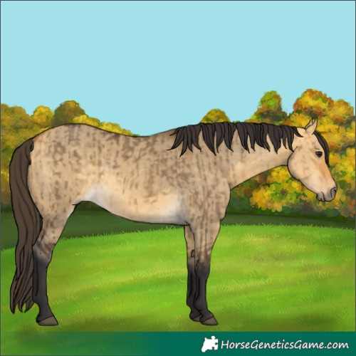 Horse Color:Buckskin Dun  and Buckskin Dun 