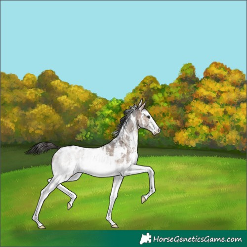Horse Color:White Spotted Brown Dun Sabino Brindle 