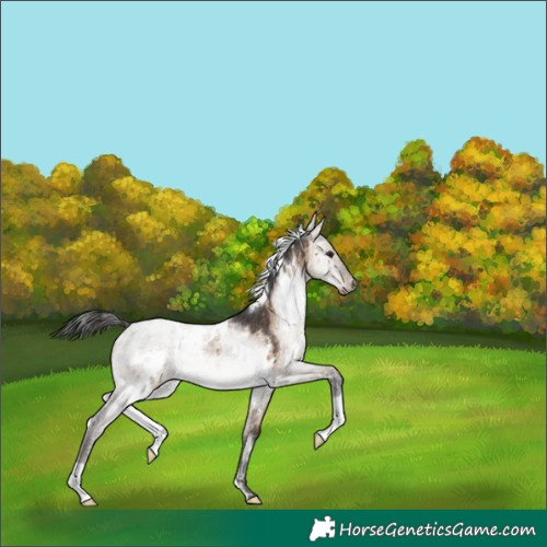 Horse Color:White Spotted Brown Dun Rabicano Brindle