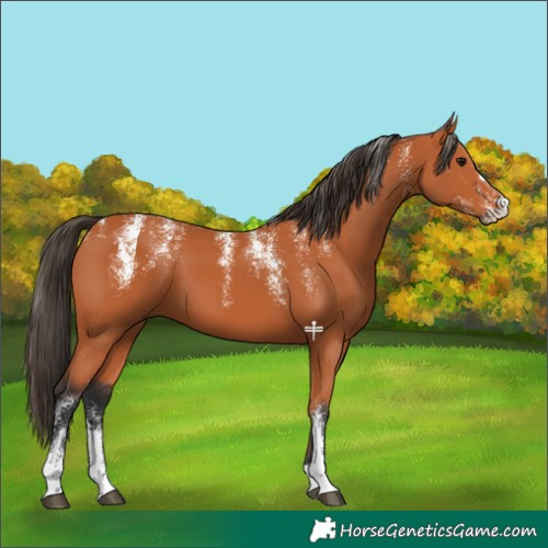 Horse Color:Powder White Bay 