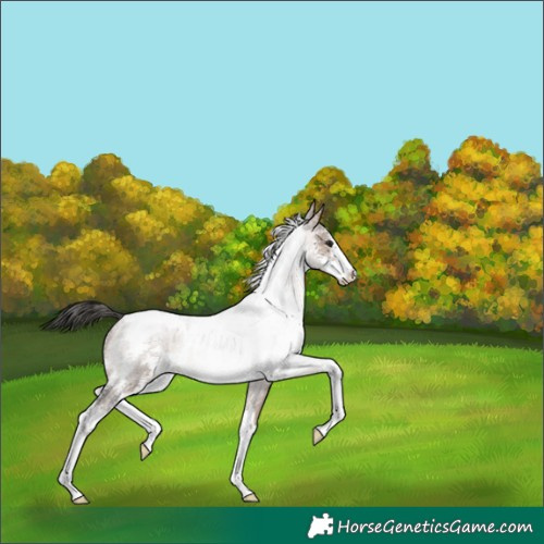 Horse Color:White Spotted Brown Dun Sabino Brindle 