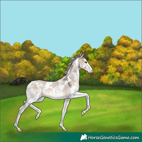 Horse Color:White Spotted Brown Dun Sabino 