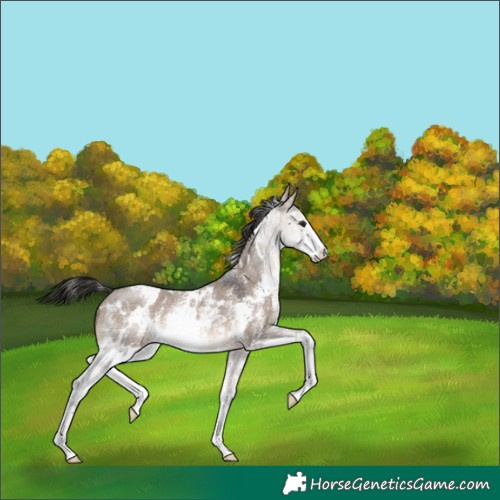 Horse Color:White Spotted Brown Dun Sabino Rabicano