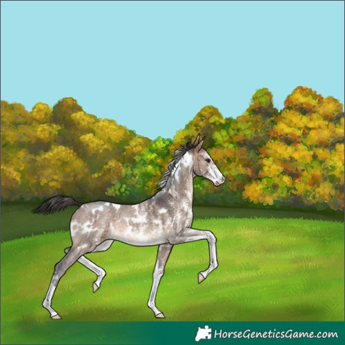Horse Color:White Spotted Brown Dun Sabino Rabicano Brindle