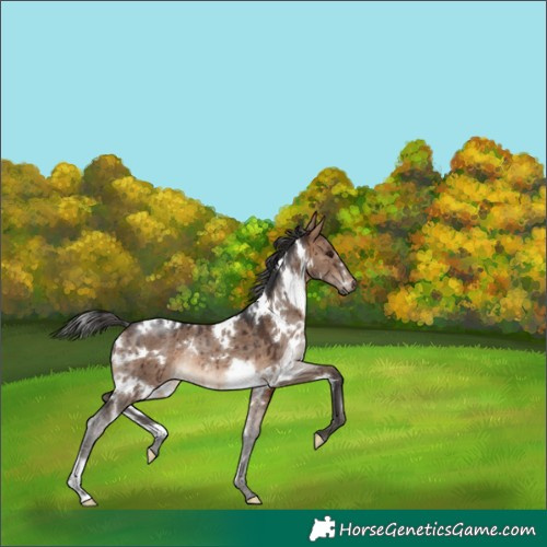 Horse Color:White Spotted Brown Dun Rabicano Brindle