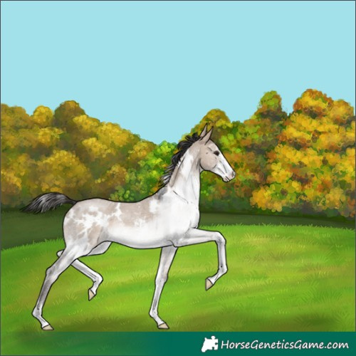 Horse Color:White Spotted Brown Dun Sabino Rabicano 