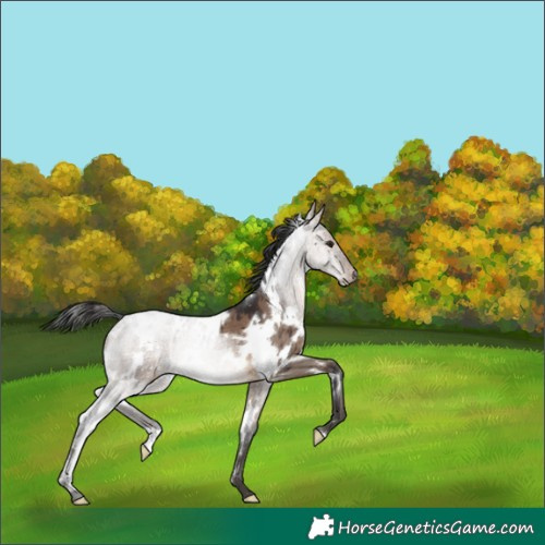 Horse Color:White Spotted Brown Dun Brindle 