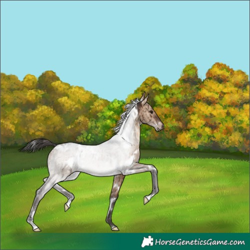 Horse Color:White Spotted Brown Dun Brindle