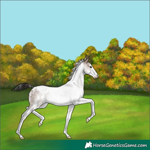 Horse Color:White Spotted Brown Dun Sabino