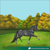 Horse Color:Powder White Black Appaloosa 