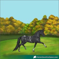 Horse Color:Powder White Black Appaloosa 