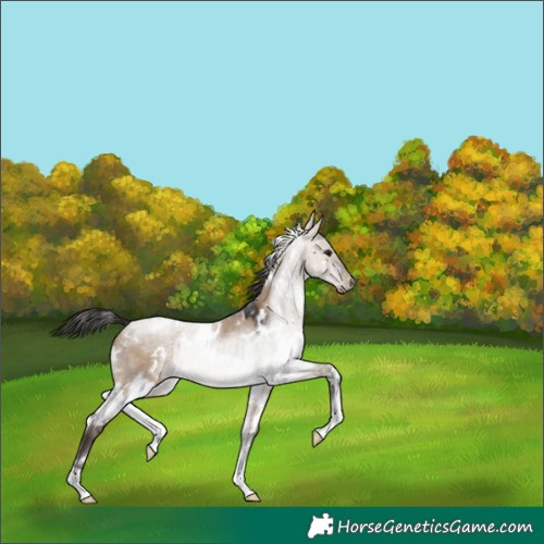 Horse Color:White Spotted Brown Dun 
