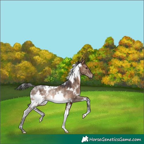 Horse Color:White Spotted Brown Dun Rabicano Brindle 