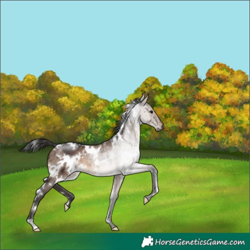 Horse Color:White Spotted Brown Dun Brindle 