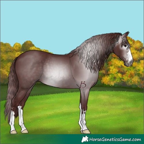 Horse Color:Gray Chocolate Black