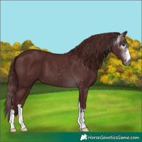 Horse Color:Gray Chocolate Black 