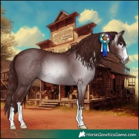 Horse Color:Gray Chocolate Black