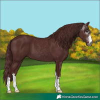Horse Color:Gray Chocolate Black