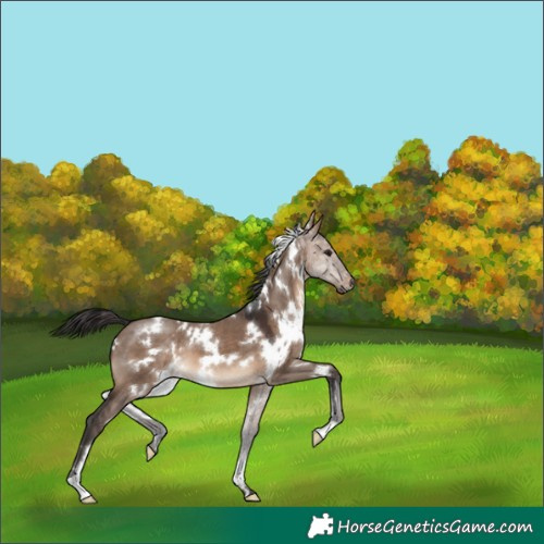 Horse Color:White Spotted Brown Dun 