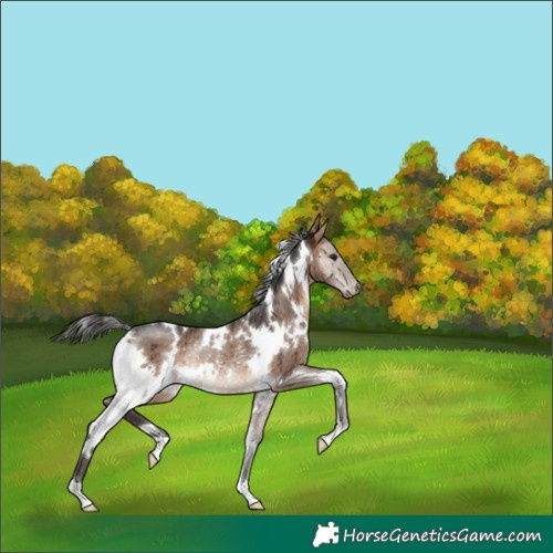 Horse Color:White Spotted Brown Dun Rabicano Brindle 