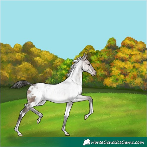 Horse Color:White Spotted Brown Dun Rabicano Brindle