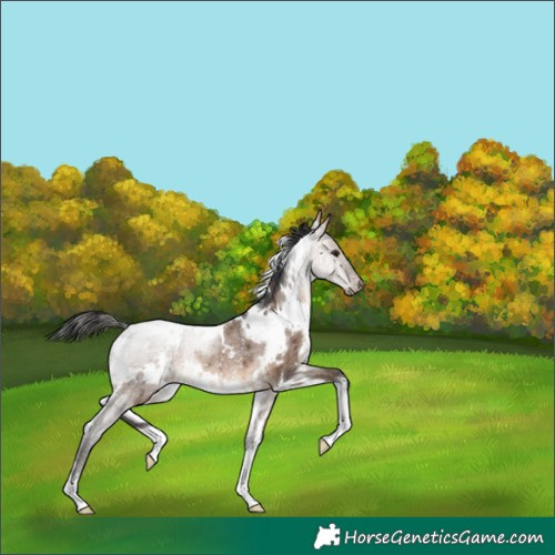 Horse Color:White Spotted Brown Dun Rabicano Brindle 