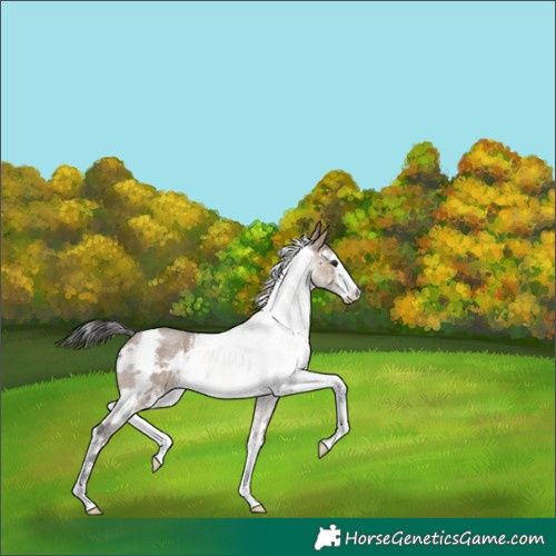Horse Color:White Spotted Brown Dun Sabino Rabicano 