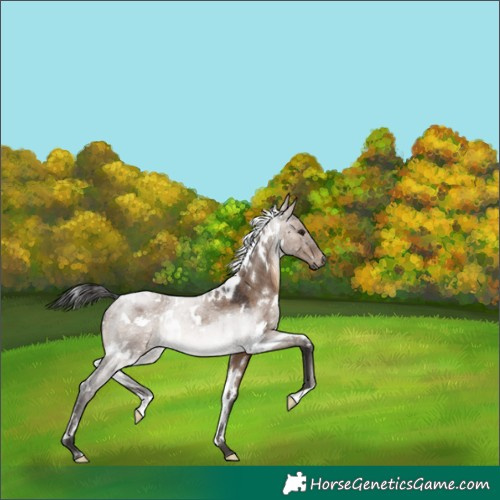Horse Color:White Spotted Brown Dun Rabicano 
