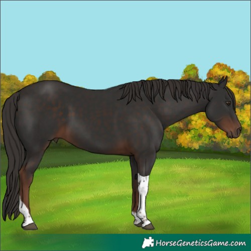 Horse Color:Liver Chestnut Tobiano 