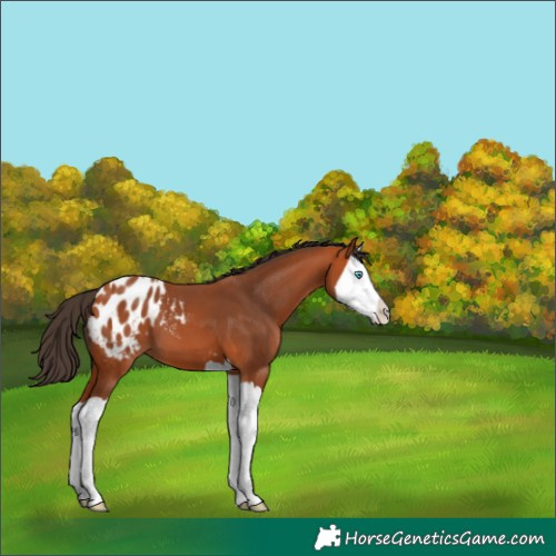 Horse Color:Bay Splash Appaloosa 