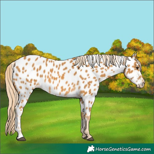 Horse Color:Palomino Appaloosa Rabicano 