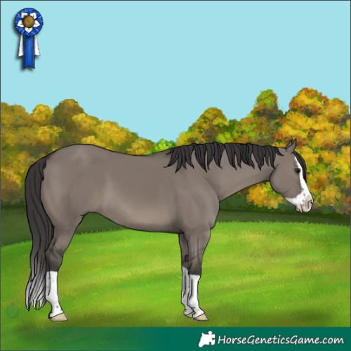 Horse Color:Smoky Grullo Splash 