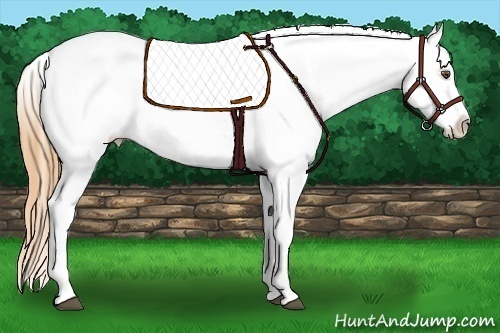 Horse Color:Buckskin Roan Dun Appaloosa 