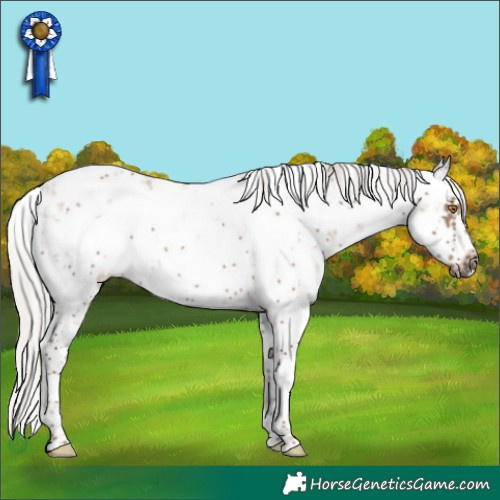 Horse Color:White Spotted Silver Grullo Mushroom Sabino Frame 