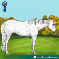 Horse Color:White Spotted Silver Grullo Mushroom Sabino Frame 