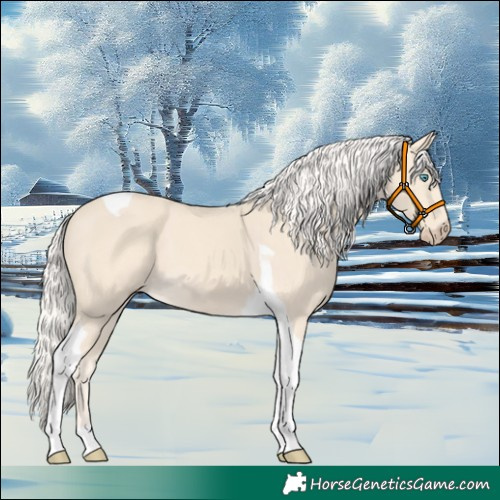 Horse Color:Cremello Tobiano 