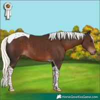 Horse Color:Liver Chestnut Mushroom Tobiano