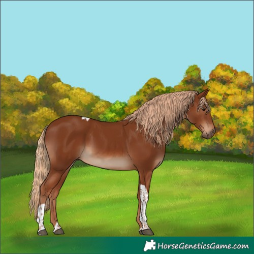 Horse Color:Chestnut Tobiano