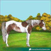 Horse Color:Liver Chestnut Mushroom Splash Tobiano Appaloosa Rabicano