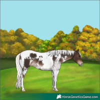 Horse Color:White Spotted Liver Chestnut Mushroom Tobiano