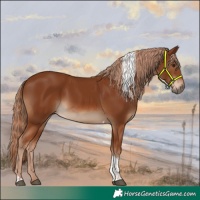 Horse Color:Chestnut Tobiano