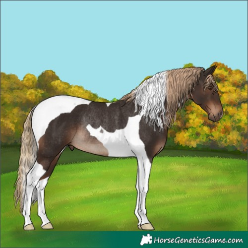 Horse Color:Liver Chestnut Tobiano Rabicano 