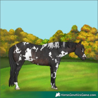 Horse Color:White Spotted Brown Rabicano 