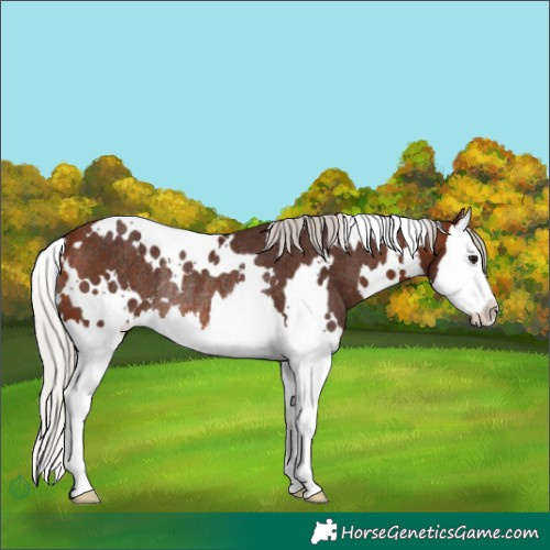 Horse Color:White Spotted Silver Brown Splash Rabicano 