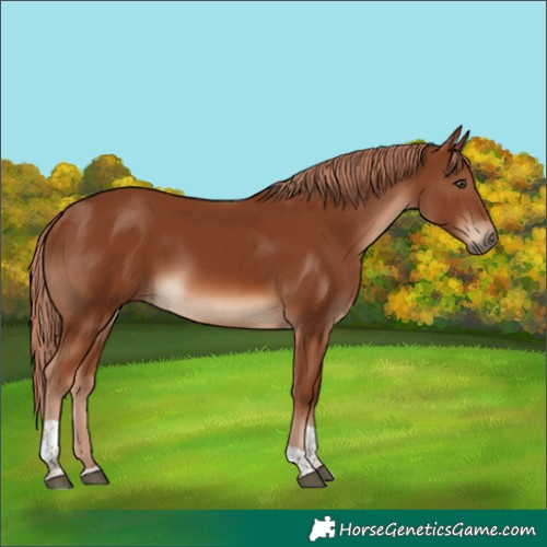 Horse Color:Chestnut Tobiano 