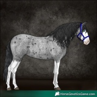 Horse Color:Blue Roan Splash 