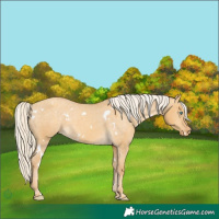Horse Color:White Spotted Gold Cream Champagne Dun Appaloosa 