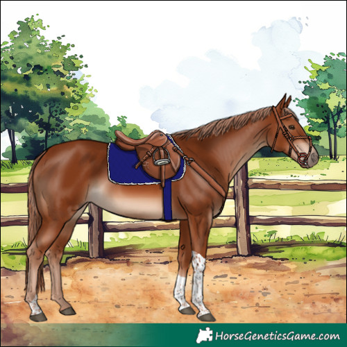 Horse Color:Unknown 