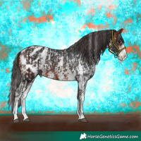 Horse Color:Brown Sabino Splash Appaloosa  and Bay Sabino Splash Appaloosa 